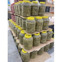 Manisa yaprağı  2tane 5lt Manisa yaprağı  2tane 5lt